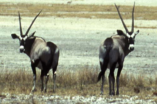 Oryx im Doppelpack, Namibia 1995